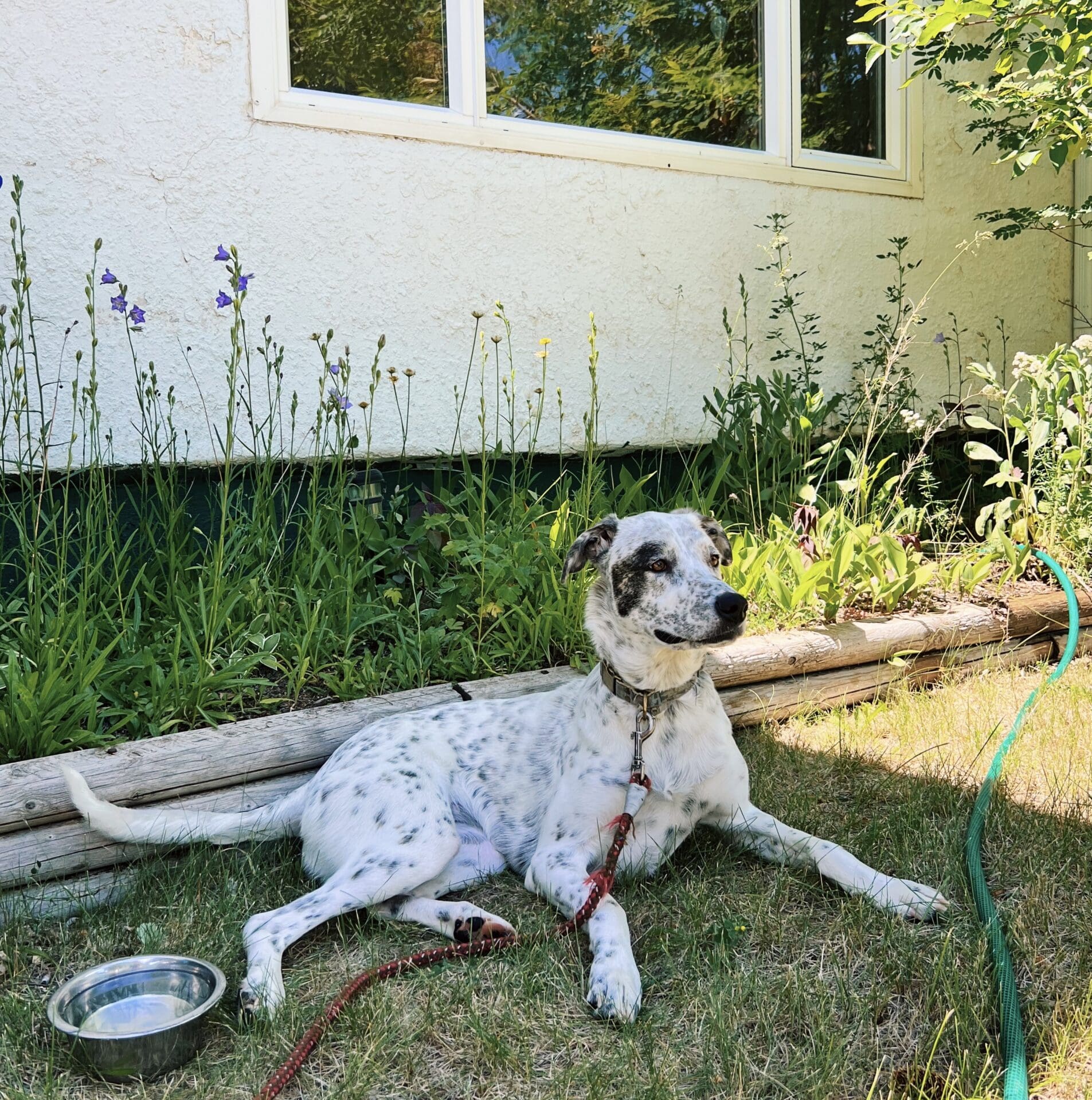 Rescue dog lays by a flower garden in the shade.