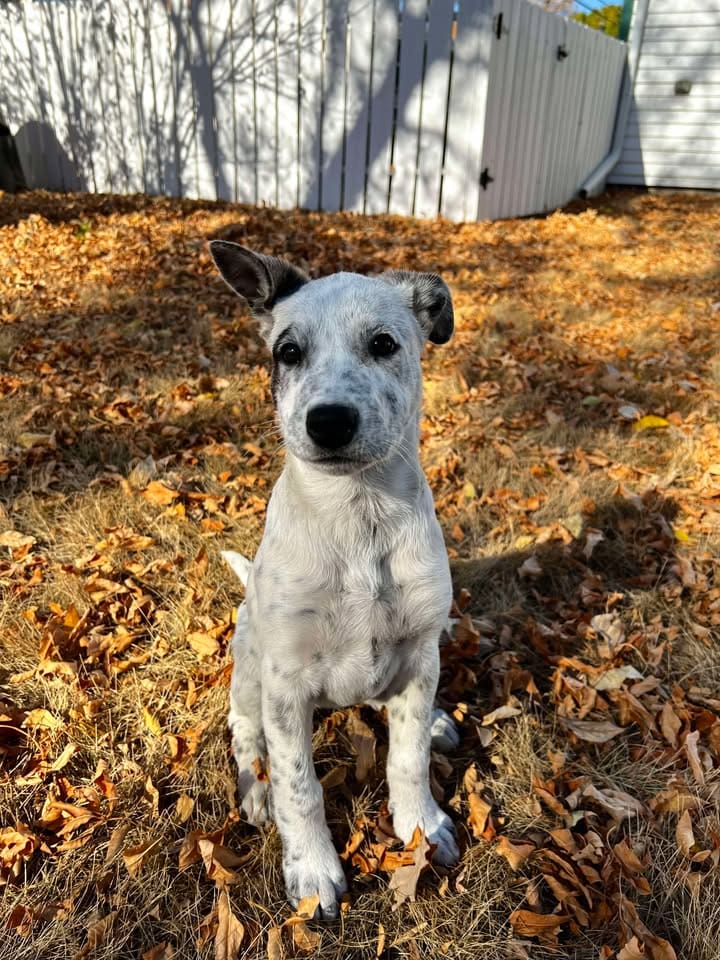 Young adult smiling man in casual clothes crouching touching looking at his dog