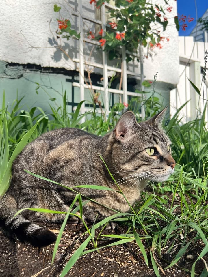 Young stylish couple walking with dog in street